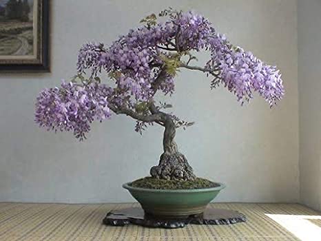 Bonsai Tree Chinese Wisteria Tree Seeds, 10 Pack - Highly Prized Flowering Bonsai, Wisteria sinensis - 10 Seeds to Grow