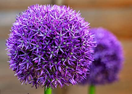 10 Prechilled Dark Purple Allium Bulbs - Force Indoors Now - Blooming Onion Flowering Perennial Garden Flower