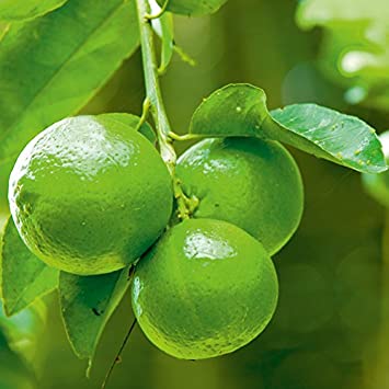 Earth Seeds Co 20 Pcs Citrus Lime Seeds Organic,Very high in Vitamin C,Fruit Trees Seeds Ideal for Patio pots and containers