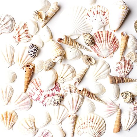 Sea Shells Mixed Beach Seashells - Various Sizes up to 2" Shells -Bag of Approx. 50 Seashells