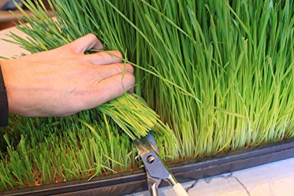 Certified Organic Wheatgrass Growing Kit - Grow & Juice Wheat Grass: Trays, Seed, Soil, Mineral Fertilizer & More… (10x10 Trays (3 Grows))