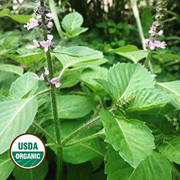 Gaea's Blessing Seeds - Holy Basil Seeds 150  Organic Seeds Sacred Tulsi Kapoor Open-Pollinated High Yield Heirloom Non-GMO
