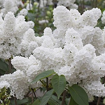25 White Japanese Lilac Seeds (Extremely Fragrant)/