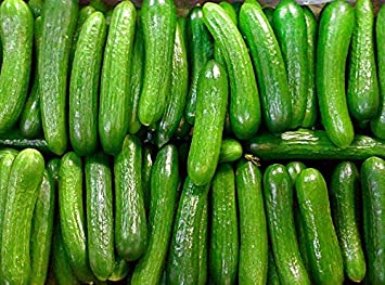 30  ORGANICALLY GROWN Persian Beit Alpha (A.k.a. Lebanese) Cucumber Seeds Heirloom NON-GMO Crispy Fragrant From USA