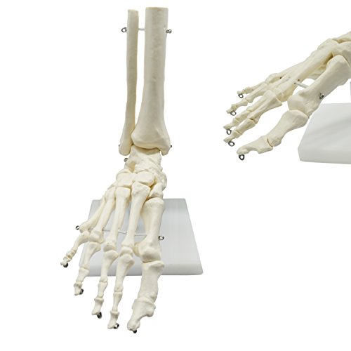 MAYMII PVC Human Foot Skeleton Medical Anatomical Model on Base Stand, Life Size, Articulated