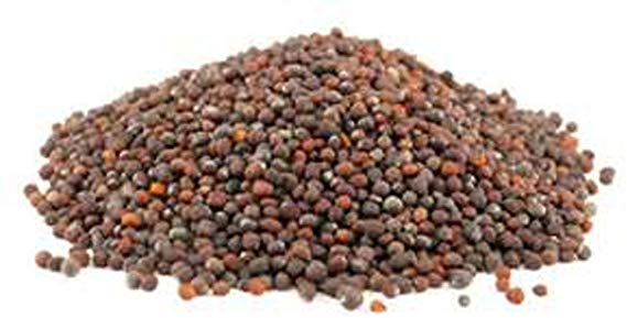 Organic, Non-GMO Broccoli Seeds For Sprouting Sprouts Microgreens (4 oz of pure seed. Country Creek LLC. Brand.