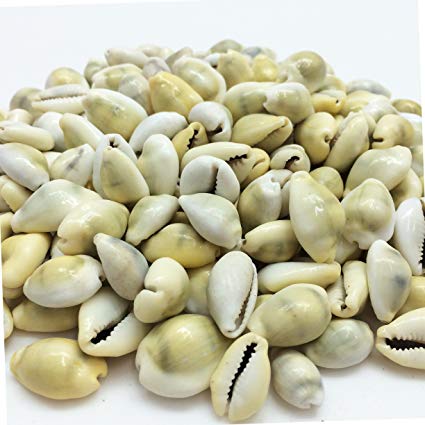 PEPPERLONELY Money Cowrie Sea Shells, 8 OZ Approx. 180 PC Shells, 1/2 Inch ~ 3/4 Inch