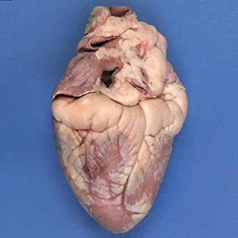 Carolina's Perfect Solution Pig Heart, Plain, 1 Per Bag