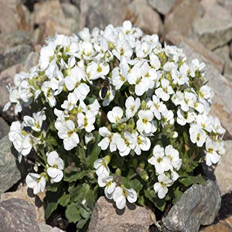Outsidepride Arabis Snow Peak Ground Cover Plant Seed - 5000 Seeds