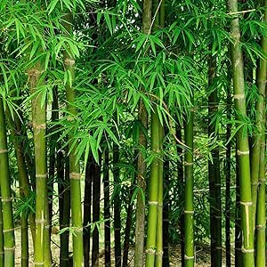 200  Fresh Giant Bamboo Seeds for Planting - Quick Growth and Winter Hardy Privacy Screen, Good for Environment