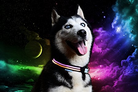 FLASH SALE!!! [Pet Industries] Premium LED Dog Collar w/ Quick-Release Metal Buckle- USB Rechargeable -Available in 7 Colors & 4 Sizes