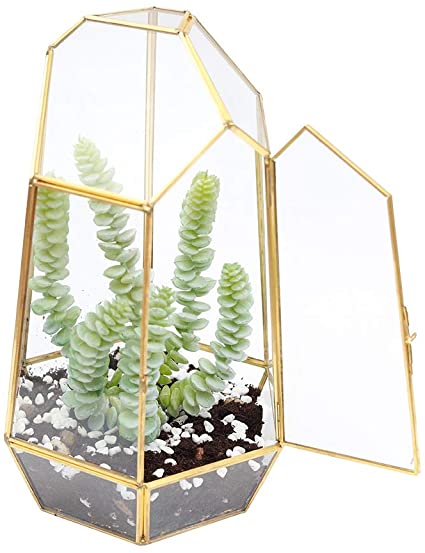 The Fellie 9.8" DIY Glass Terrarium Container Plant Terrariums for Succulent Cacti Fern Flower, Gold