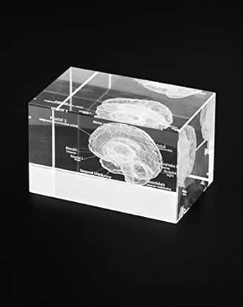 QWORK 3D Human Brain Anatomical Model, Laser Etching Crystal Glass Cube Science Gift Paperweight (LED Base not Included), 3.1(L) x2(W) x2(H) inches