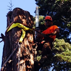Sequoia Tree Service Inc.