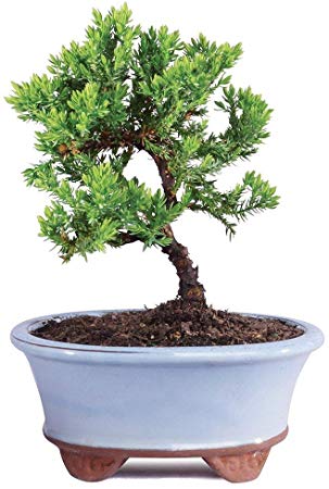 Brussel's Bonsai Live Green Mound Juniper Outdoor Bonsai Tree - 3 Years Old; 4" to 6" Tall with Decorative Container - Not Sold in California,