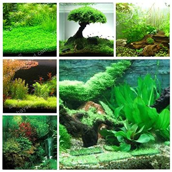 ADB Inc 500pcs Aquarium Grass Seeds (Water Grasses Random) Aquatic Plant Grass Seeds (Aquarium Grass 1 Pack)
