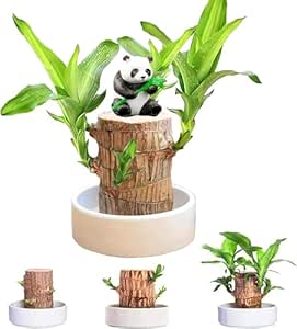 Brazilian Wood, Mini Brazil Lucky Wood, Brazilian Lucky Bamboo Wood Hydroponic Potted 𝐏𝐥𝐚𝐧𝐭 Stump (C)