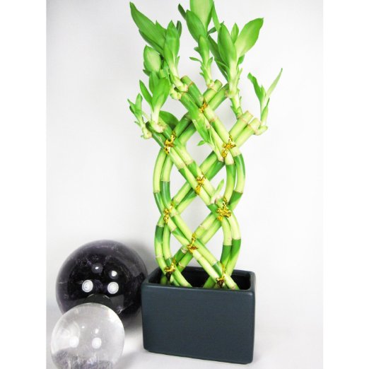 9GreenBox - Live 8 Braided Style Lucky Bamboo Plant Arrangement with Black Vase