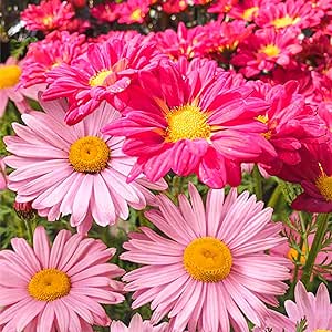 2000  Pyrethrum Daisy Seeds Tanacetum Showy Perennial Strongly Aromatic Decorative Drought Tolerant Cut Flowers Outdoor Beds, red pink