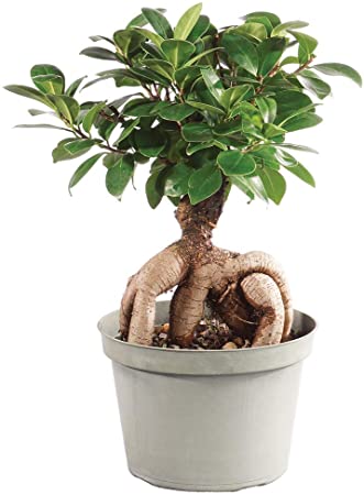 Brussel's Bonsai Live Gensing Grafted Ficus Indoor Bonsai Tree - 6 Years Old 8" to 12" Tall with Plastic Grower Pot, Medium,