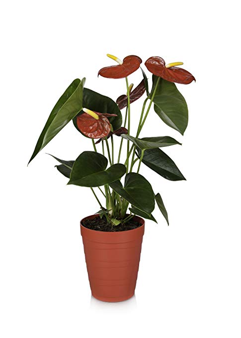 Just Add Ice 308442 Anthurium Plant, 5" x 5" x 16", Red