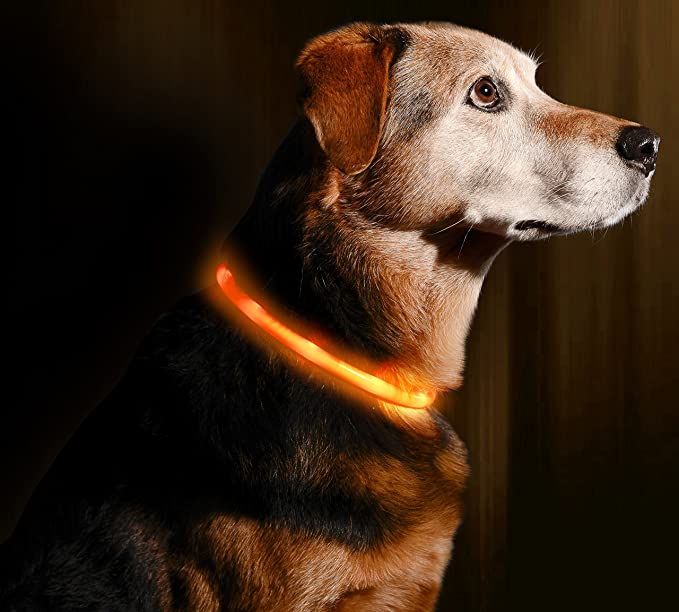 Illumiseen LED Dog Necklace Collar - USB Rechargeable Loop - Available in 6 Colors - Makes Your Dog Visible, Safe & Seen (Orange)