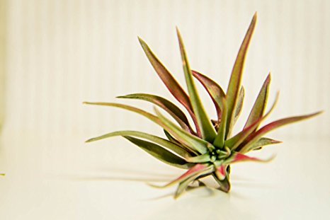 Hinterland Trading Air Plant Velutina Tillandsia Beautiful Little Houseplant