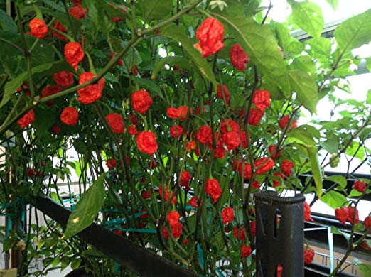 Hottest Pepper Plants (3 Plants) red Carolina Reapers