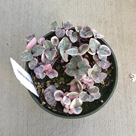 VARIEGATED String of Hearts Ceropegia Woodii Plant Pink Green Rooted Succulent (4 inch)