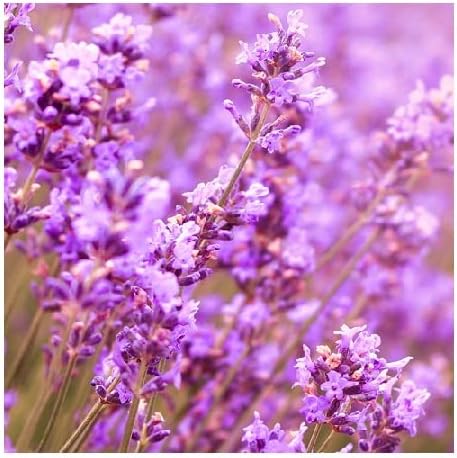 Lavender 'Pink Perfume' / Lavandula angustifolia/Fragrant/Evergreen/PlantGenesis Seeds