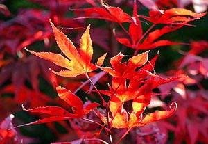 Fireglow Japanese Maple 4 - Year Plant