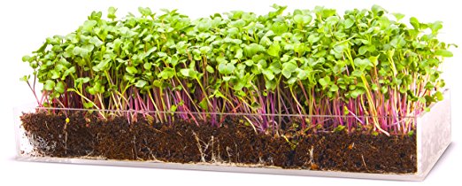 NEW - Grow ‘n Serve Microgreen Kit – Attractive Table Centerpiece Planter Tray   Fiber Soil   Spray Bottle   Seed. Sprout Zesty Superfood Greens. Great Indoor Garden Gift for Men, Women, Foodie