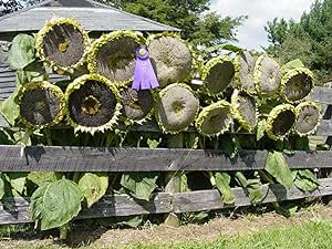 Mongolian Giant Sunflower Seeds to Plant | 10 Seeds | Ships from Iowa USA | Exotic Garden Seeds | Award Winning