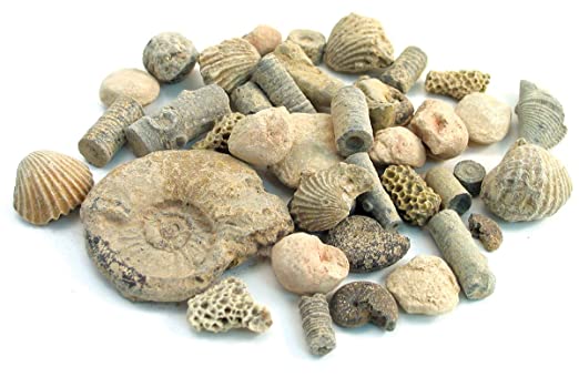 Fossil Sorting Kit 2 lbs