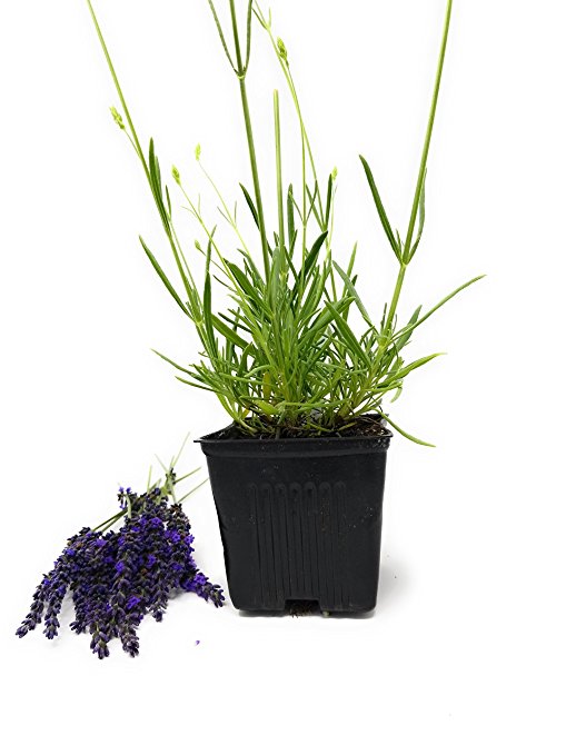 Findlavender - Lavender Plant PHENOMENAL (Blue Flowers) - 4" Size Pot - Zones 5 - 11 - Bee Friendly - Attract Butterfly - Evergreen Plant - 1 Live Plant