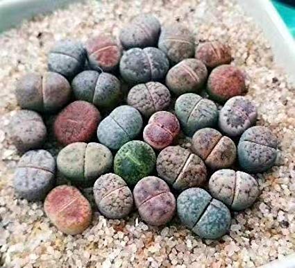 Pack of 20 Live South Africa Living Stone Flower Plants,Terrarium Succulents Baby Lithops One Year Old Seedlings (Diameter:0.3-0.5 Inch),Guarantee Species and Varieties