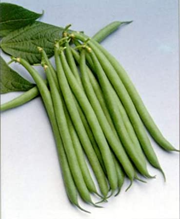 Haricot Verts Petite Filet- Green Bean Seeds- 30  Seeds by Ohio Heirloom Seeds