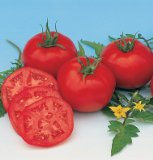 Slicing Tomato Moskvich D756A Red 50 Organic Heirloom Seeds by Davids Garden Seeds