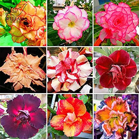 New Adenium Mixed 9 Types Double Petals Colorful Bonsai Desert Rose Seeds, 10  pcs