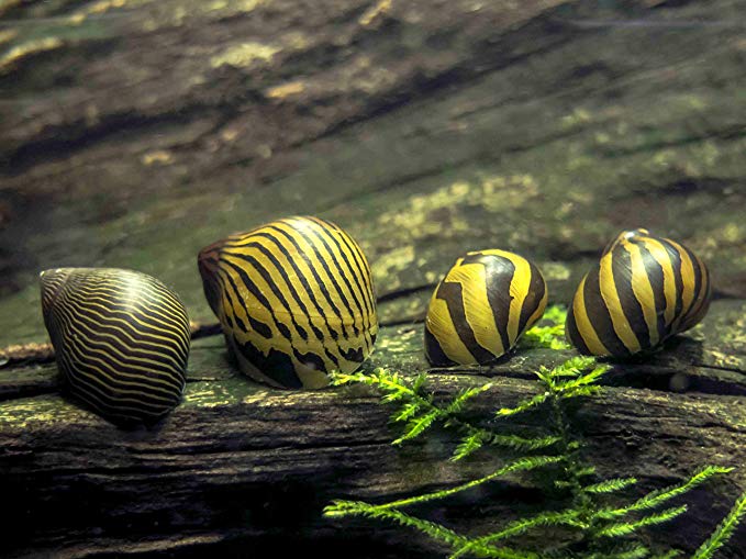 Aquatic Arts 5 Zebra Nerite Snails (Neritina natalensis - 1/2 to 1 inch in Diameter) - Live Snails
