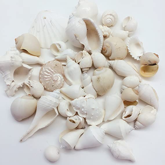PEPPERLONELY White Sea Shells Assortment, Various Sizes,1 Inch to 4 Inch, 16 OZ Bag of Approx. 40 PC Shells