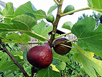 2 Brown Turkey/ Mission Fig Plants in 4 Inch Containers, Well Rooted and Sturdy!