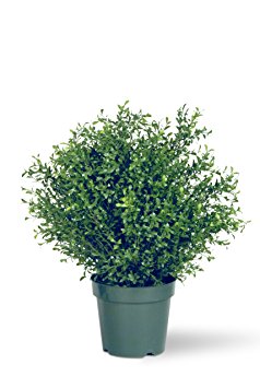 National Tree 30 Inch Argentea Plant in 10 Inch Round Green Plastic Pot (LAR4-700-30-1)