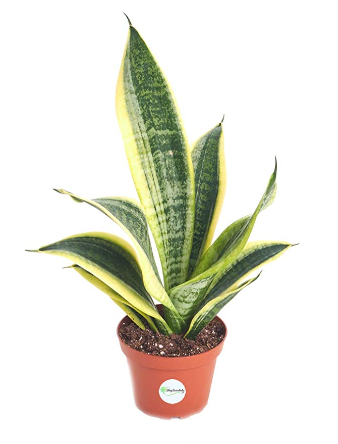 Shop Succulents | | Sansevieria Trifasciata 'Superba' Air Plant in 4" Grow Pot, Hand Selected for Size, Health & Readiness