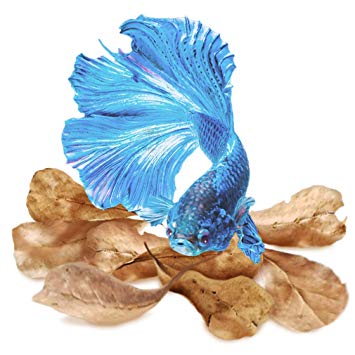 SunGrow Indian Almond Leaves, Promotes Breeding, Sun-Baked Catappa, Lowers Your Tank's pH, Decreases Stress in Fish, Shrimp, and Frogs, Improves Habitat, Unique and Practical Decoration