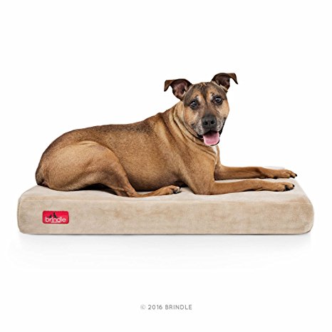 Brindle 4 Inch Solid Memory Foam Orthopedic Dog Bed - Removable Velour Cover with Waterproof Liner