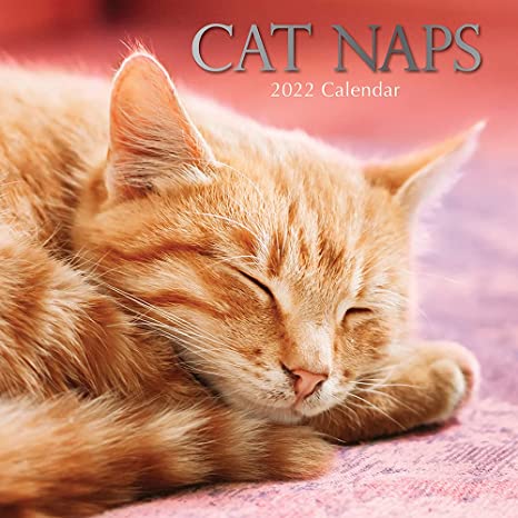 2022 Square Wall Calendar - Cat Naps , 12 x 12 Inch Monthly View, 16-Month, Animals Theme, Includes 180 Reminder Stickers