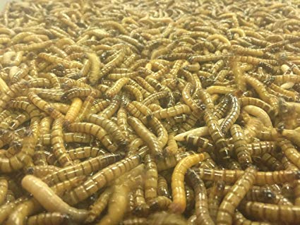 1000 Large Live Superworms