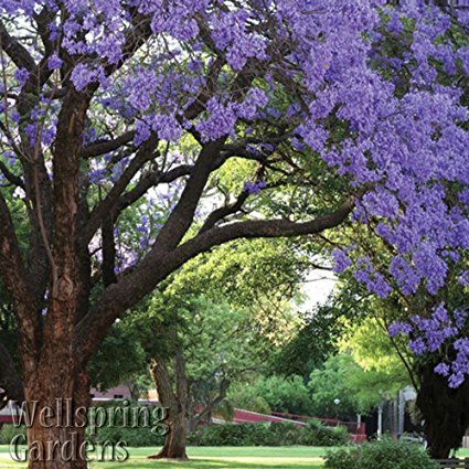 Jacaranda mimosifolia tree Live Plant Purple Flowering Brazilian Rose Wood