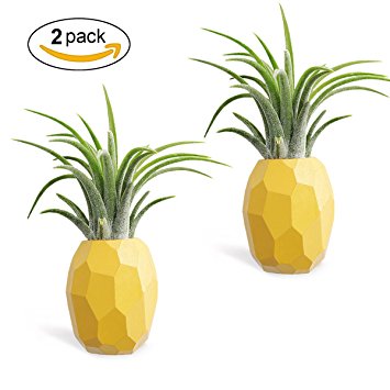 Air Plant Holder,Hanging Air Plant Holders,2 Pack Pineapple Geometric Air Plant Holder Container with Magnet for Hanging Air Plants Small Tillandsia Indoor Wall Home Decor
